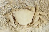 Fossil Crab (Potamon) Preserved in Travertine - Turkey #230625-1
